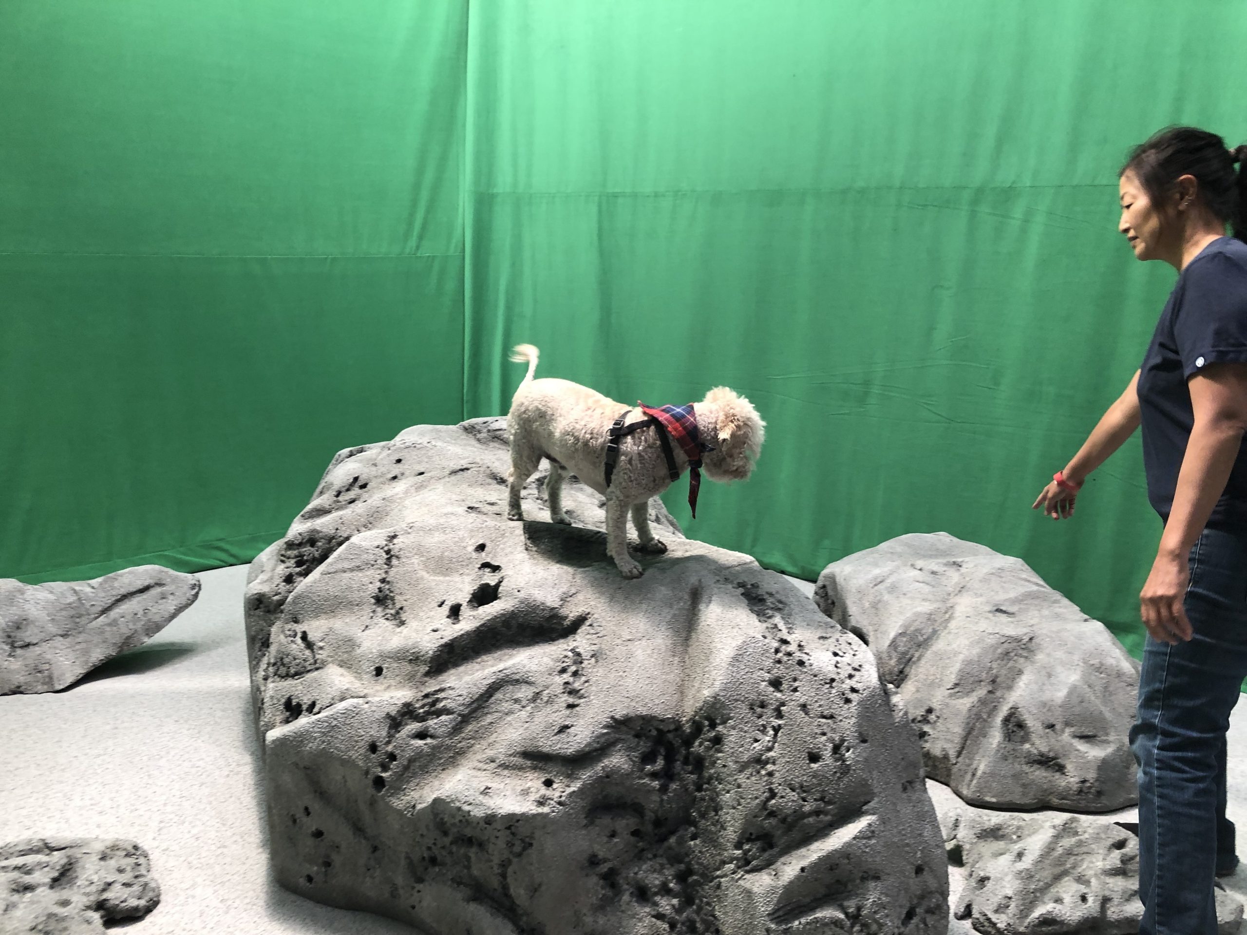 Animals on set 1-on-1 training
